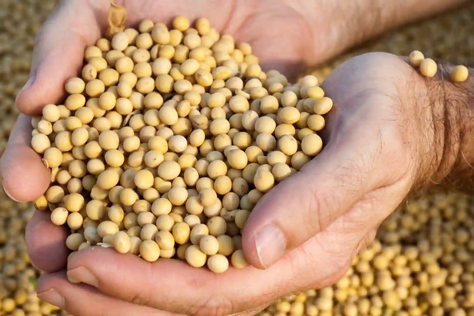 mengelola shipment musiman