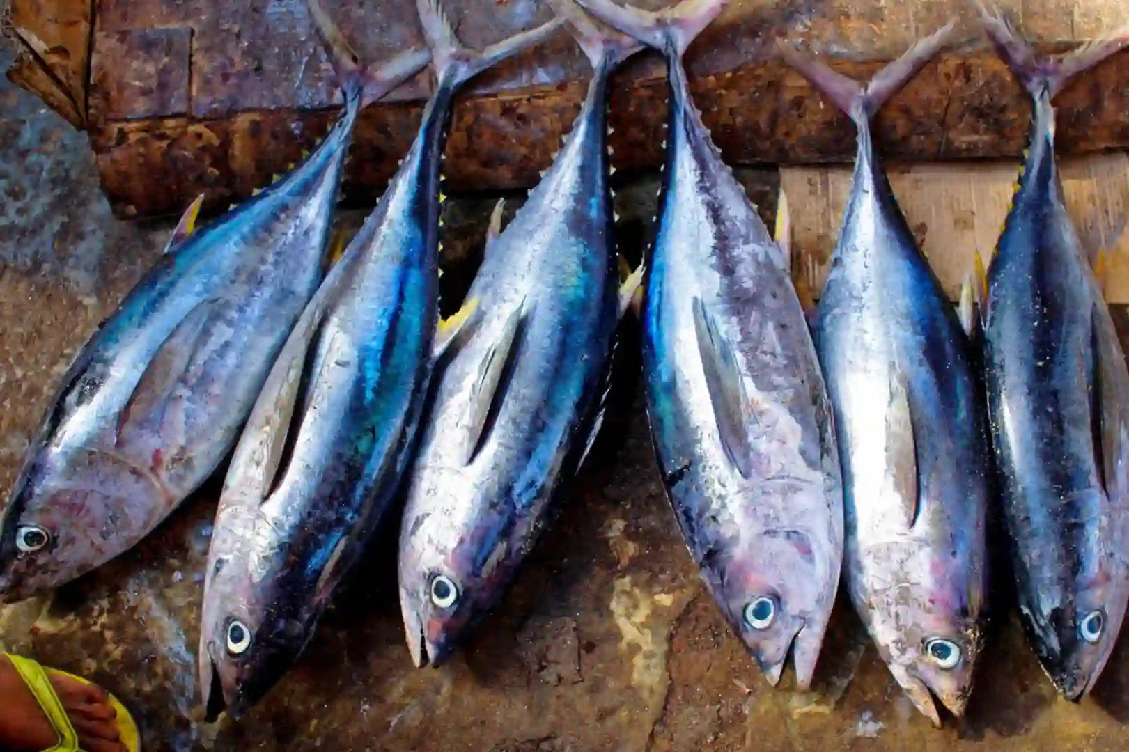 distribusi hasil ikan laut